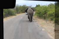 Krüger Nationalpark