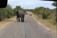 Krüger Nationalpark