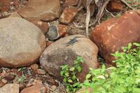 Krüger Nationalpark