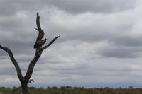 Krüger Nationalpark