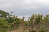 Krüger Nationalpark