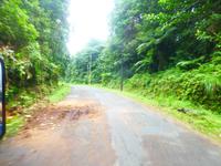 Regenwald, Dominica