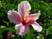 Botanischer Garten, Guadeloupe