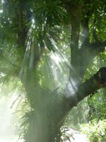 Botanischer Garten, Guadeloupe