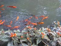 Botanischer Garten, Guadeloupe