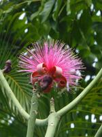 Botanischer Garten, Guadeloupe