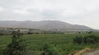 Pisco Tal, Peru
