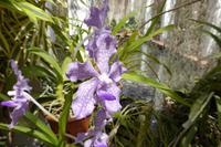 Orchideenhaus im Botanischer Garten Kandy
