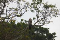 Adler