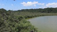 Vogelinsel mit tausenden Fregattvögeln, Ecuador