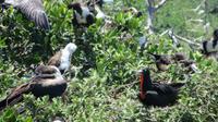 Fregattvögel auf der Vogelinsel, Ecuador