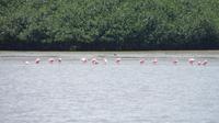 rosa Löffler vor der Vogelinsel, Ecuador