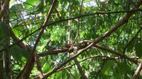 Leguan im Carara Nationalpark, Costa Rica