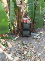 Mekong Fernsehgarten