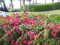 Gepflegte Grünanlagen überall