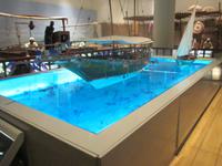 Darstellung der Perlenfischerei