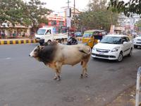 Heilige Kuh im Straßenverkehr