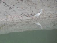 Vögel - vor allem Reiher - nutzen das Niedrigwasser
