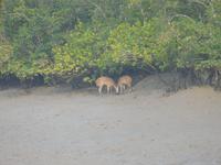 Hirsche sieht man vom Boot aus recht häufig