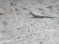 Warane und Krokodile sieht man fast nur bei Niedrigwasser