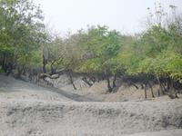 Niedrigwasser bei Ebbe in den Sundarbans