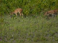 Hirsche sieht man vom Boot aus recht häufig