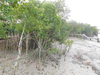 bei Niedrigwasser sind überall die typischen Mangroven-Stelzwurzeln gut zu sehen