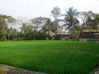 Reisfelder im Sundarban-Dorf