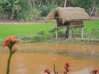Reisfeld mit Wach-Hütte