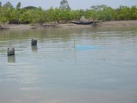 die Strömung spült die Fische ins Netz ... 