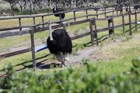 Nationalpark der Kap Halbinsel