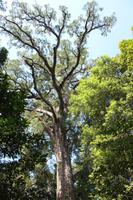 Big Tree
