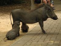 Krüger Nationalpark