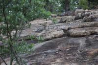 Krüger Nationalpark