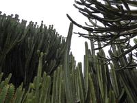 Gran Canaria