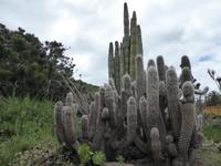Gran Canaria