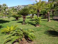 Botanischer Garten in Funchal