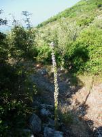 Landschaft bei Tucepi