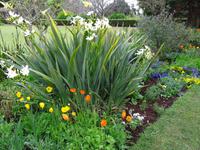 Blandys Garten - Liliengewächs