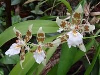 im Orchideengarten 