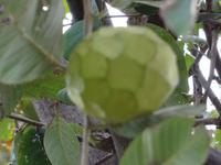 Anoa - Frucht