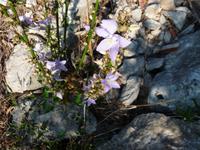Landschaft bei Tucepi