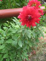 Frutillar und German Settlers Museum