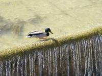 065-Aranjuez-Jardin_de_la_Isla