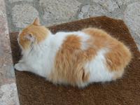 Valdemossa Klosterkater