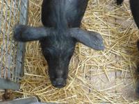 Schwarzes Schwein Sineu