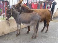Tiermarkt Sineu
