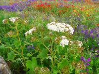 Kanaren, El Hierro, lila Natternkopf, weißer Wasserdost und Klatschmohn