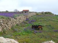 Kanaren, El Hierro, Wandern zwischen Viehweiden