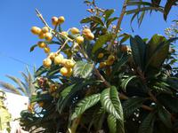 Kanaren, El Hierro, Nespoli